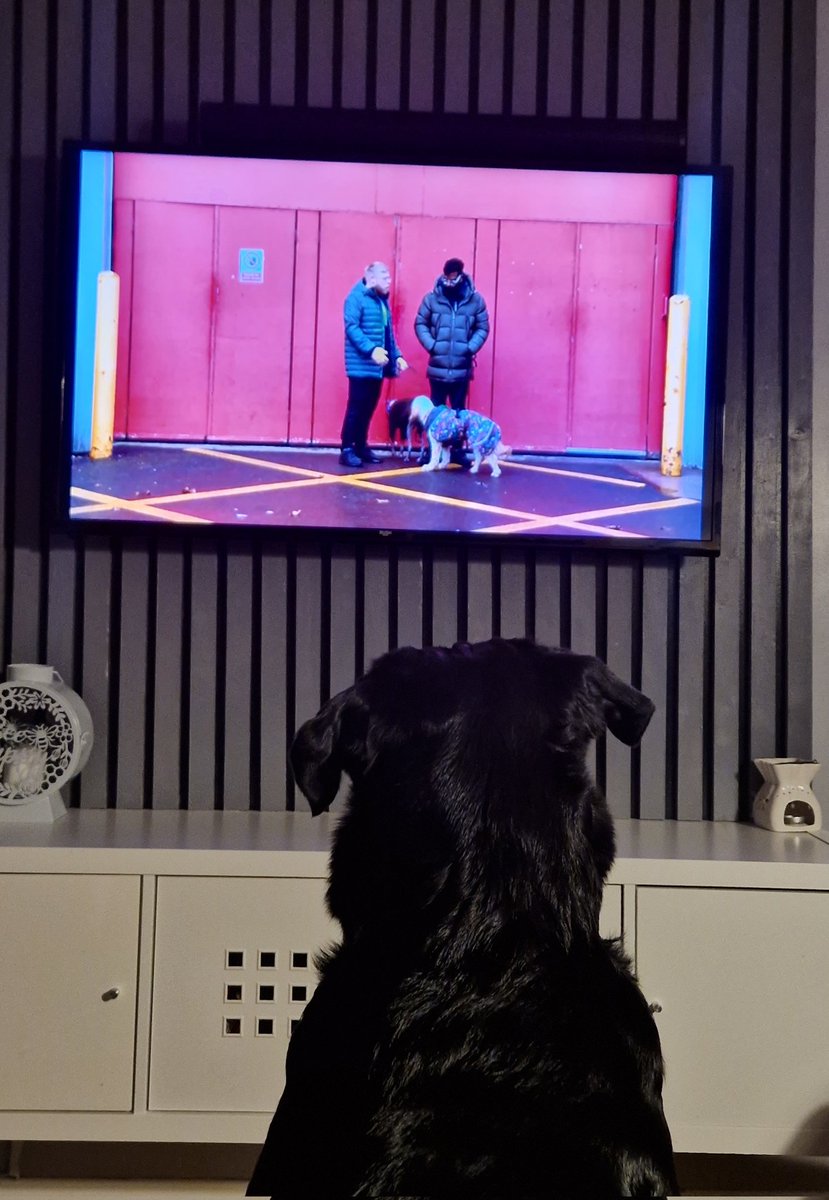 Vic_Hamilton24's tweet photo. @robbeckettcomic #robromeshvs cried with laughter and Blossom loved it too https://t.co/7SduCZoh4m