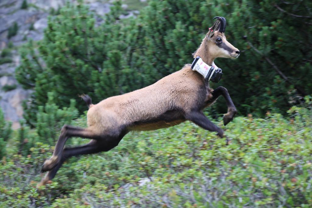 AndreStadler4's tweet photo. Rewilding of Chamois in the Kühtai Area….#Conservation #eaza #waza #vdz #alpen #alpenzooibk #gämse #chamois https://t.co/olKHUb9vsu