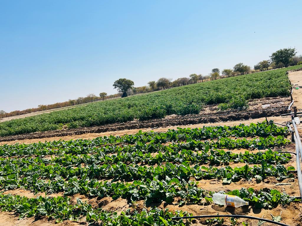 Gate Farm- The People's Farm! We have Spinach in Stock. A buddle of spinach costs  only N$10.00 and We do  delivery 🤗😊