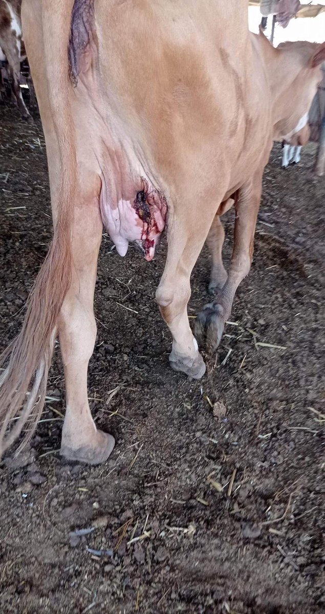 Après avoir terrorisé les bergers palestiniens les colons israéliens ont lâché leurs chiens contre leur troupeau.
C'était aujourd'hui à el-Hemma dans la Vallée du Jourdain.