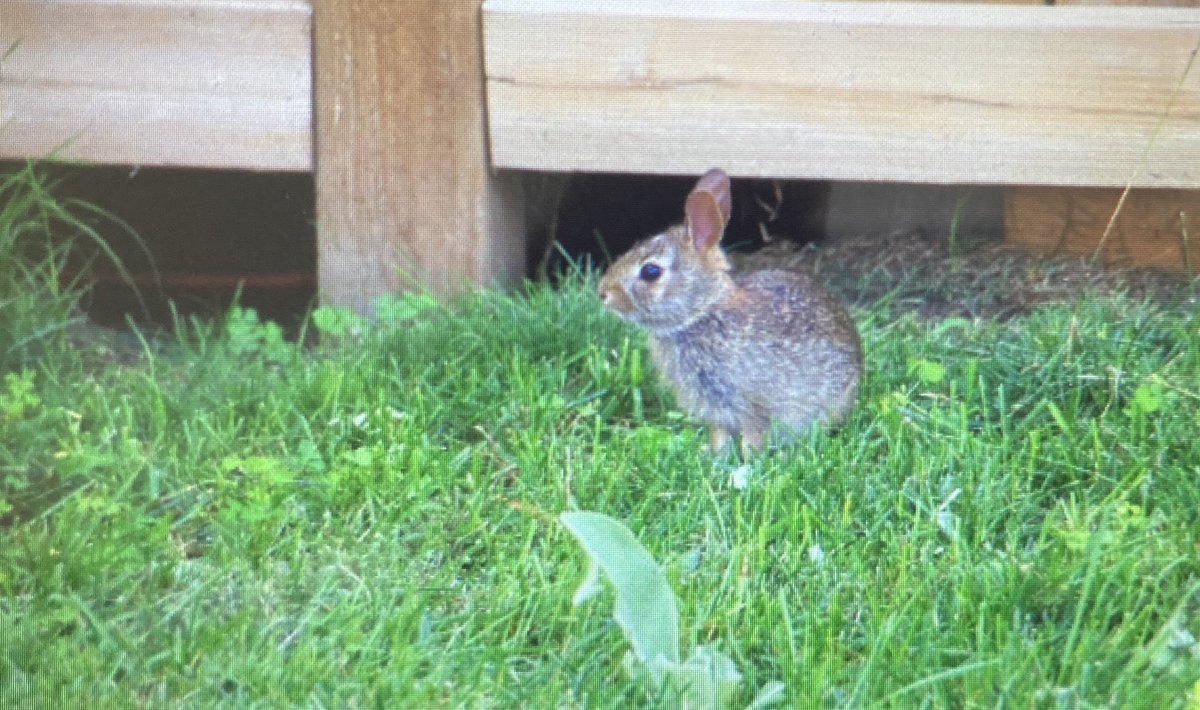 mittenfight's tweet photo. Apologies if you needed me to be somewhere but there are baby bunnies in my backyard now, so…you know…I’ll just be here staring at them. https://t.co/YKnMfvUpm8