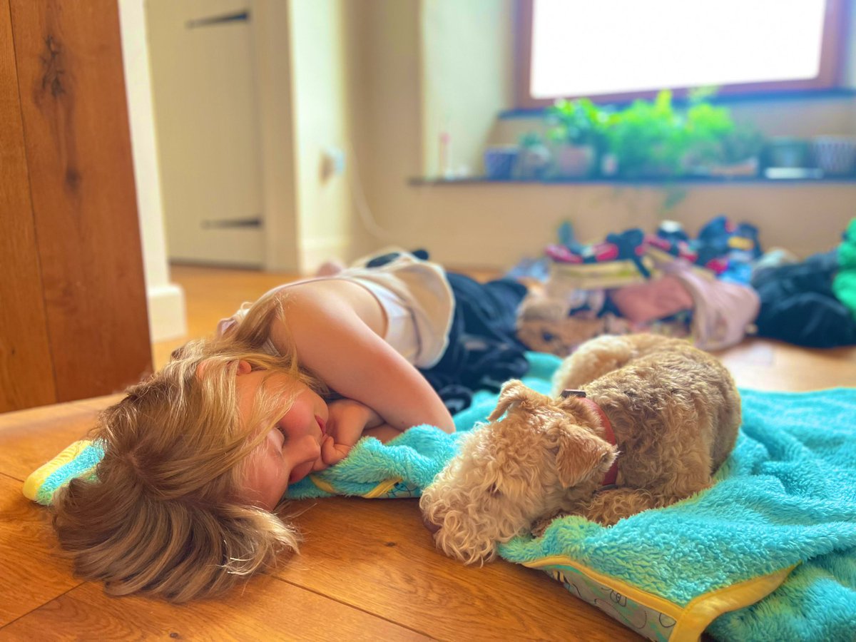 PoppytheLakelandTerrier tweet media