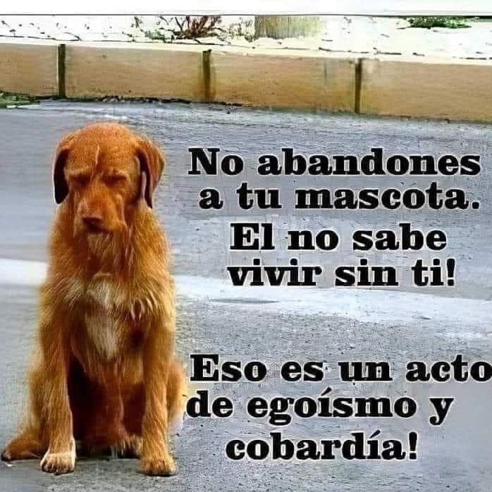 No al abandono 😔💔🐶