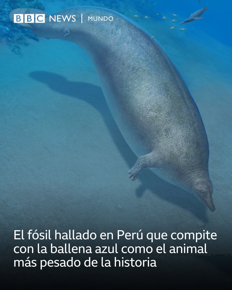 Se cree que la ballena tenía un peso de cerca de 200 toneladas 😱 bbc.in/3QuYjvk