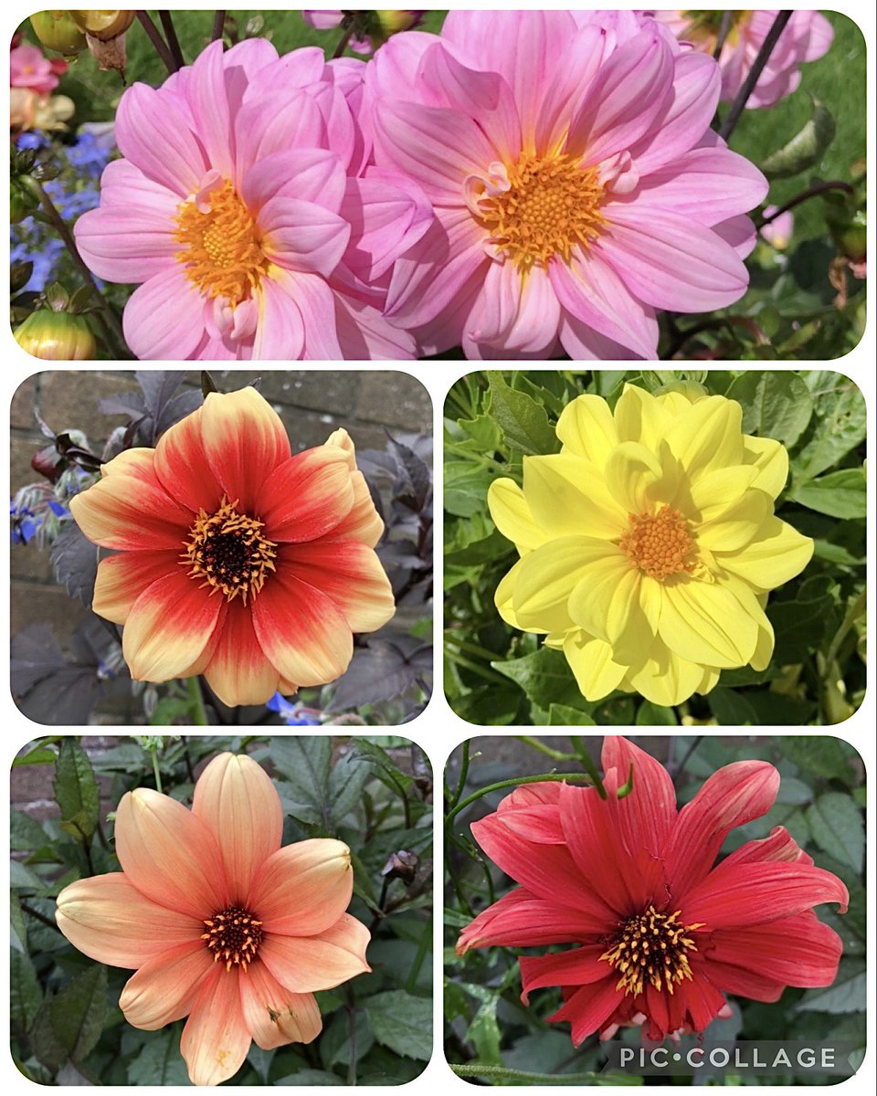 Some pretty Dahlias, showing off their beautiful colours! 🧡🌼🌸 #SummerFlowers 📸 Me