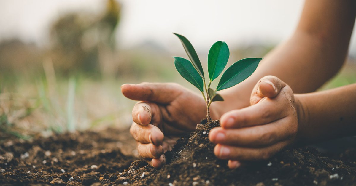 🌱🌍 Descubre el valor de la agricultura sostenible para suelos saludables y comunidades prósperas. 

Cultivemos en armonía con la naturaleza. 

mimus.mx/tierra-viva-ag…

#AgriculturaSostenible #SuelosSaludables