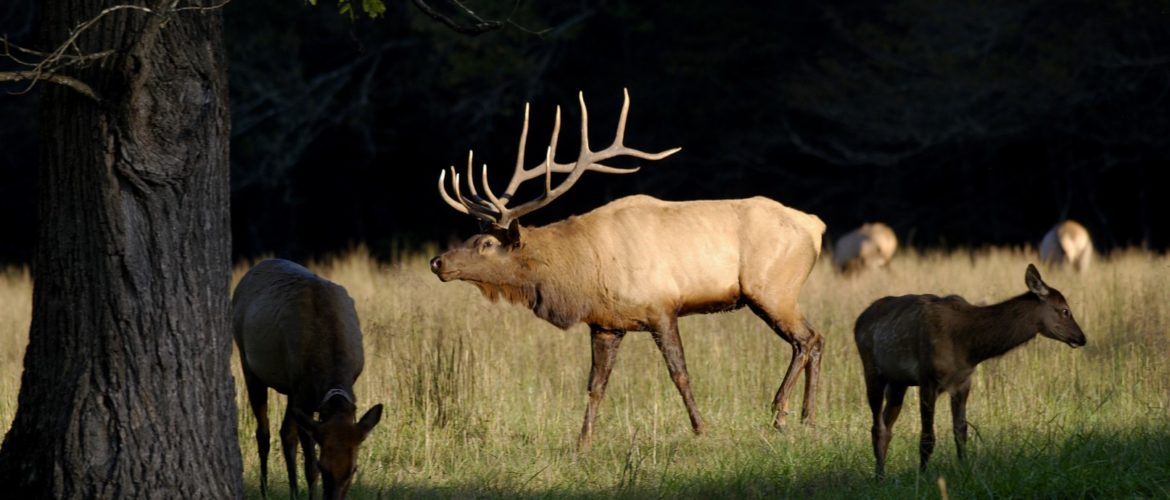 UltraGamerBoi's tweet photo. @RosieKawaii Today we talk about the Wapiti. More commonly known as "Elk". The name Wapiti is native and translates to "white rump" and while often confused with deer, this big furry boy is actually more closely related to the North American Moose. :3 https://t.co/rETsl4ZRPM