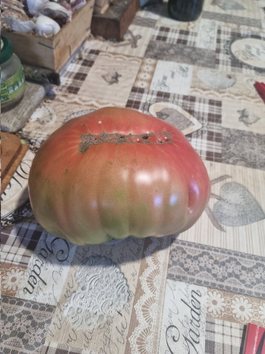 PiliPitillas's tweet photo. Tomate hermoso https://t.co/IEdgnYRNHD