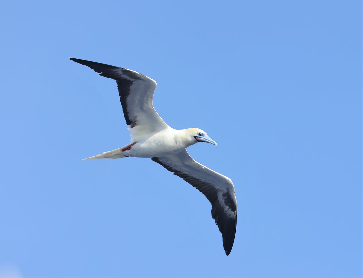 _MattEade's tweet image. The tropics in the Pacific are fairly slow going for birds, but thankfully the boobies kept all entertained! It was amazing watching them hunt (usually unsuccessfully) the Flying Fish. #WPO