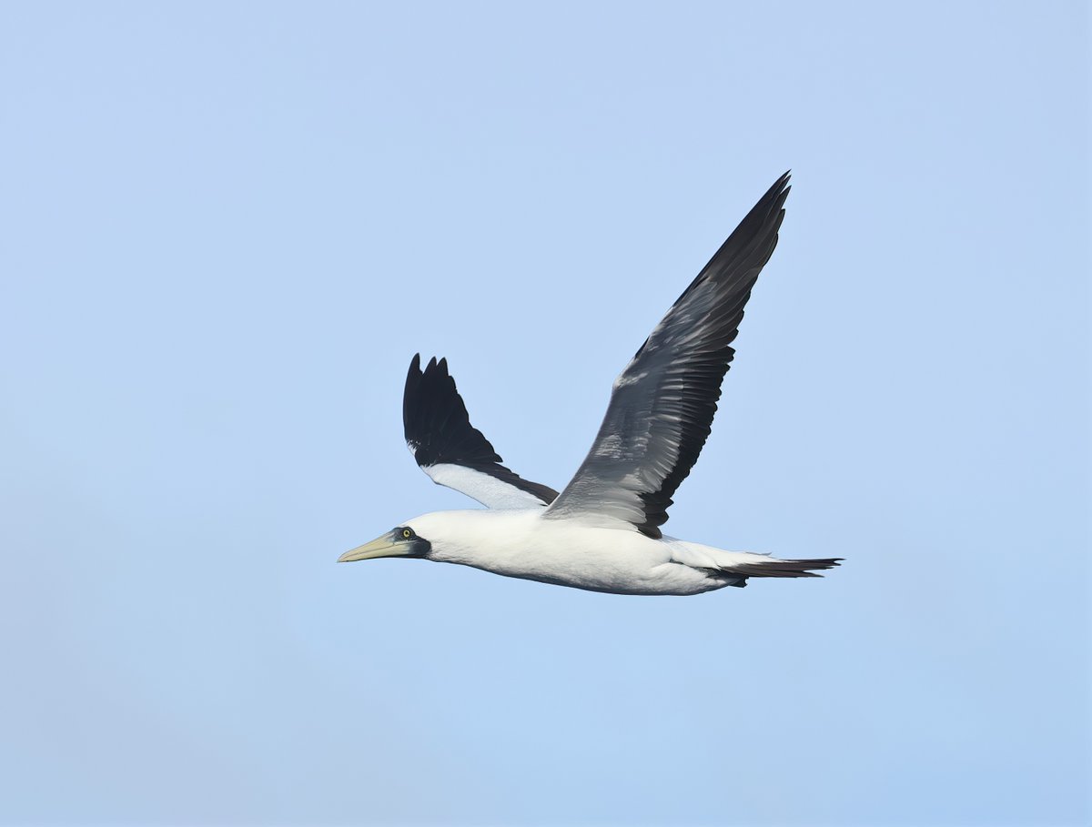 _MattEade's tweet image. The tropics in the Pacific are fairly slow going for birds, but thankfully the boobies kept all entertained! It was amazing watching them hunt (usually unsuccessfully) the Flying Fish. #WPO