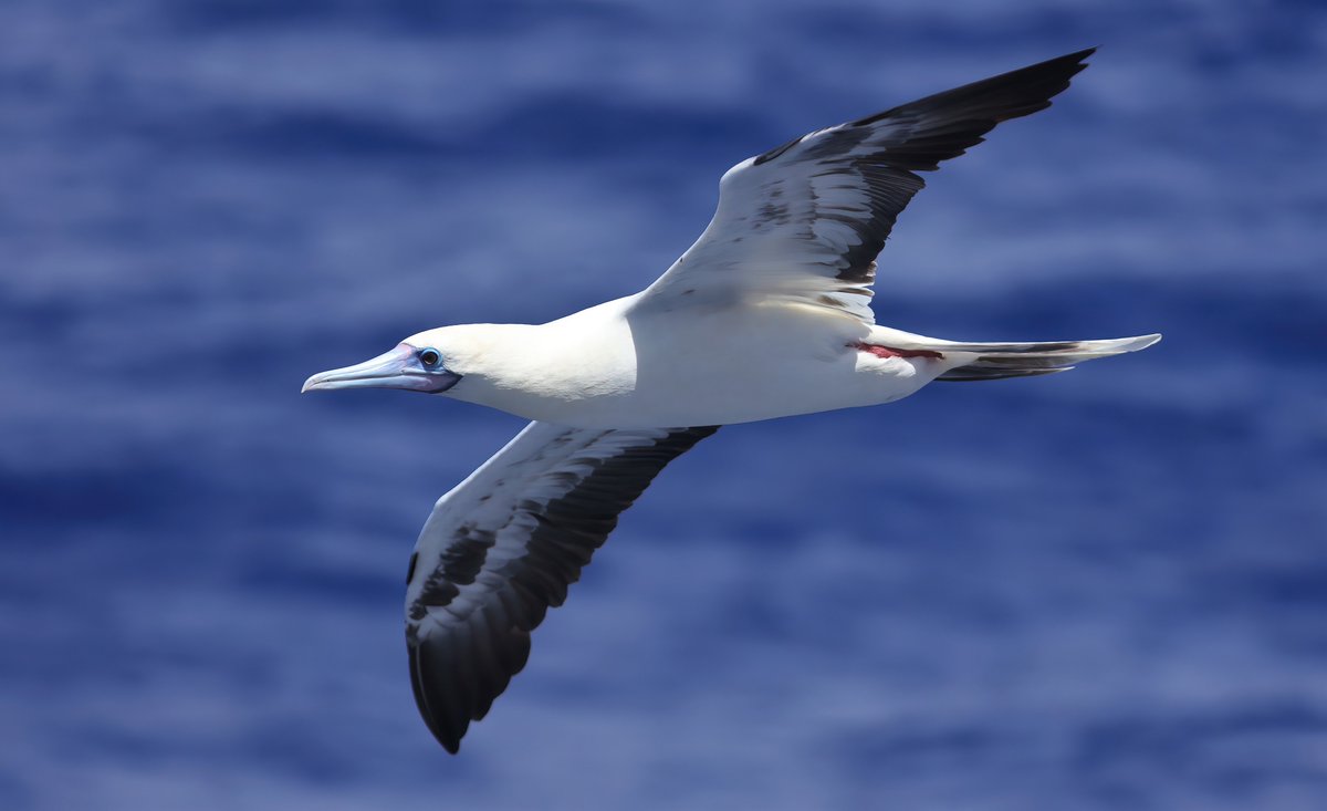 _MattEade's tweet image. The tropics in the Pacific are fairly slow going for birds, but thankfully the boobies kept all entertained! It was amazing watching them hunt (usually unsuccessfully) the Flying Fish. #WPO