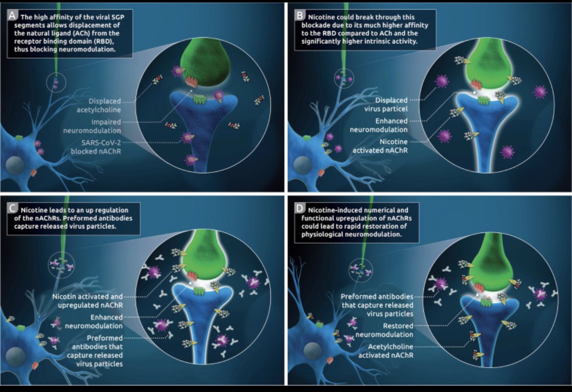 RSandra266's tweet photo. Interessanterweise zeigt Nikotin eine 30- Fach höhere Affinität (Fähigkeit zum Binden) am Rezeptor.
Die cholinerge Neuromodulation kann auch die B-Zellen und Mastzellen beeinflussen. Somit wäre die Brücke zu #MCAS und #AAKs geschlagen.
6/ https://t.co/37CjsqT3sm