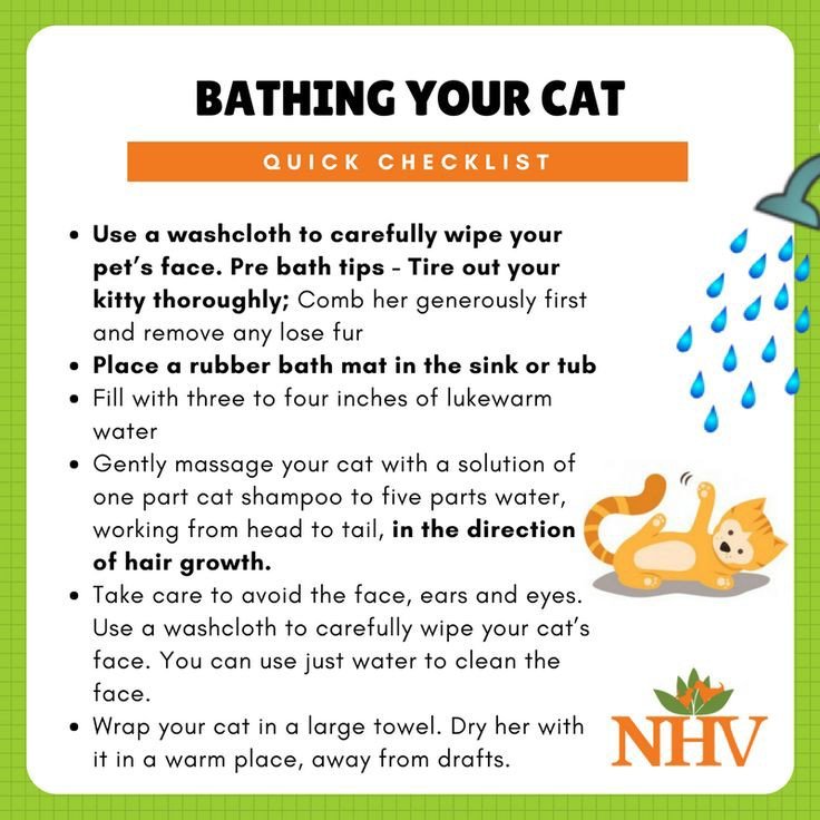 Pets_World_Over's tweet photo. Bathing your cat https://t.co/hs7D98xGOn
