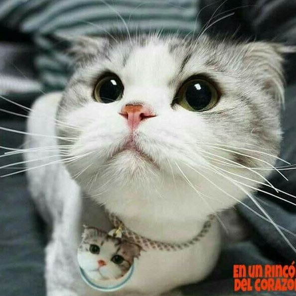 Julio6580's tweet photo. #NuevaFotoDePerfil 😽 https://t.co/jVvOmQBtyA