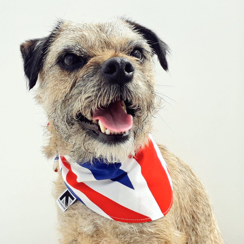etsy.com/listing/151176…
Team GB are going well at the #UCIWorldChampionships so let your pet show support (both moral, and in style) with one of Heidi's 'Fun with Flags' dog bandanas 🇬🇧 #PowerOfTheBike #Glasgow2023 #MHHSBD #ukgiftam