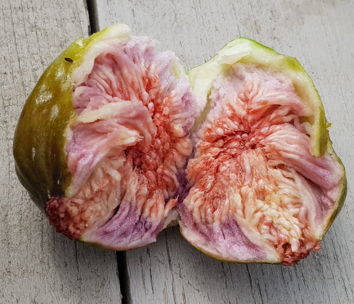 😝 #yummy #rooftopfigs from the #DakAkker #rooftopfarm so nice and soft and sweet.
📷 Joselien.

#rooftopfarming #rooffood #foodroof #yummyfood #rooftopfood
#FARMINGTHECITY #farmthecity #ediblecities #ediblecity #wgrd2023 #urbanfarming #urbanfarm #stadslandbouw #urbanagriculture