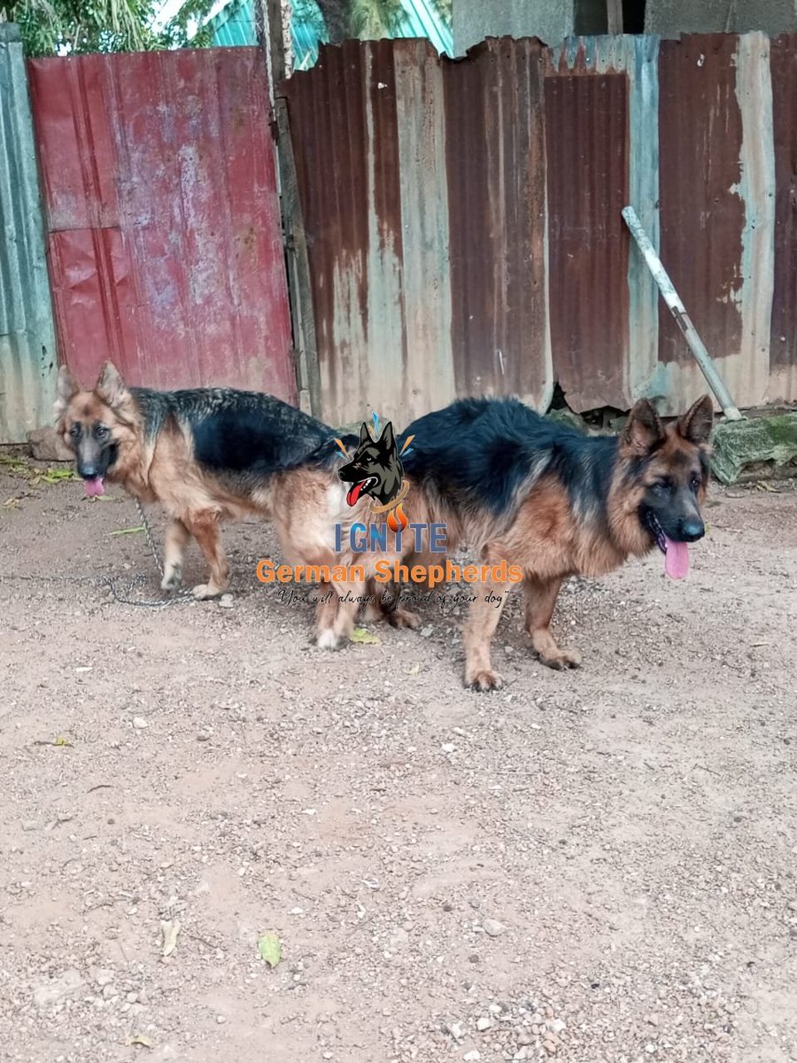 ignite_GSD's tweet photo. We have some solid showline puppies available from this combo going for 350k. 

Age: 5 weeks. Bookings opened.

Pedigree Details:

Sire: Leni ti Star Kennel ( S Juzhnogo Buga Hilton X Cephas Parish)

Dam: Morres Paige ( Burna House of Panache X Brandy Grandiose)

Kindly help RT. https://t.co/96RWwsfo0v