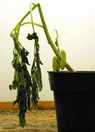 Kevin Campbell tweet media