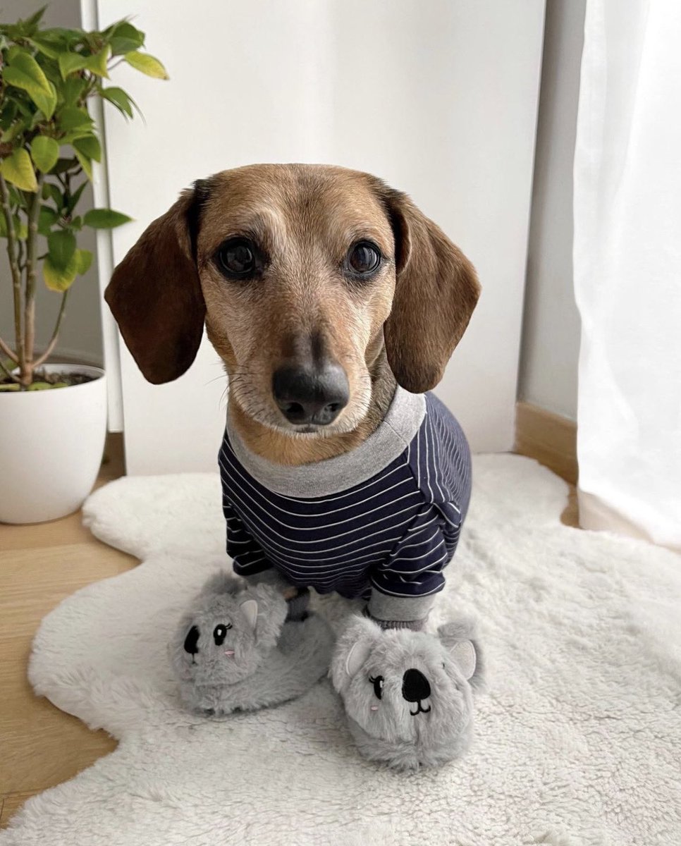 WeRateDogs tweet media