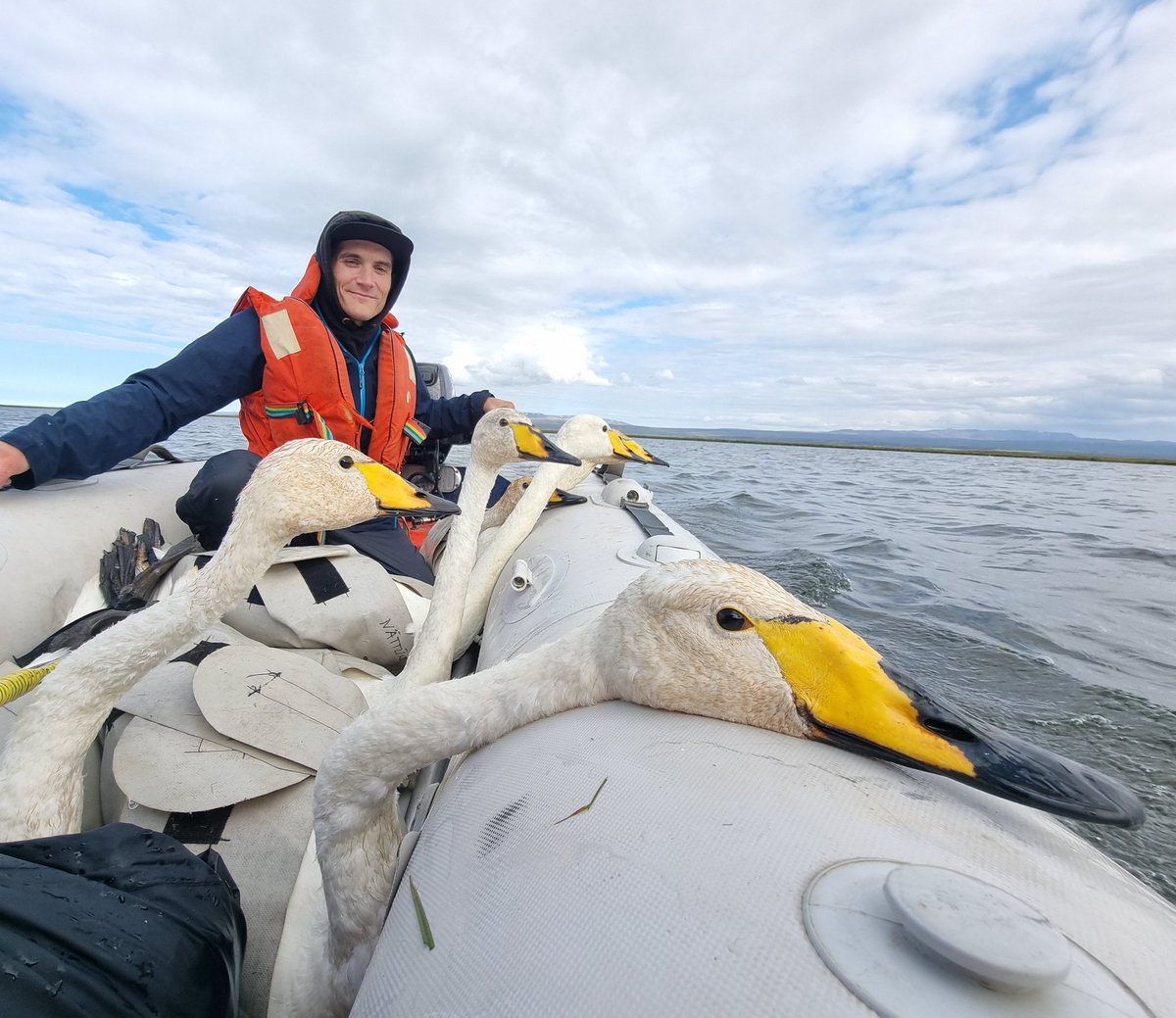 & we're off! A good start today to our new Whooper Swan project with 25 birds colour-marked. Here's @Stephen8Vickers bringing in the first birds ready for @ScottoftheMarsh to ring. #WhooperIceland2023