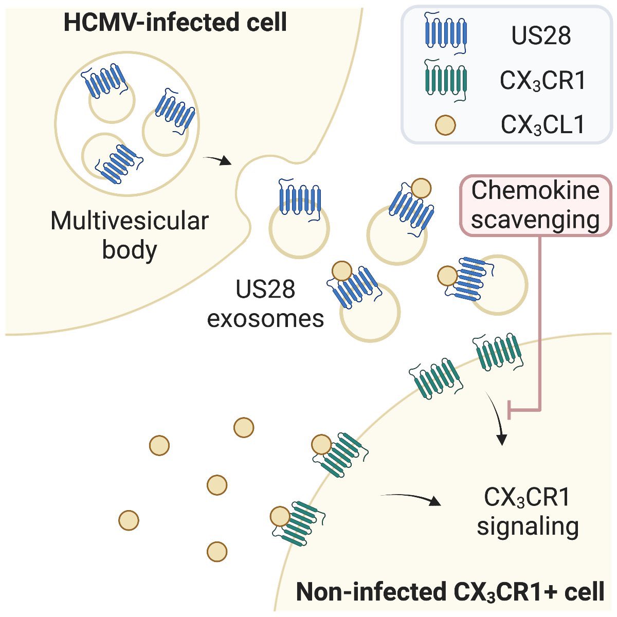 Happy to report the publication of one of the stories I shared at the recent GRC Molecular Pharmacology:
<a href="/bebelman_m/">Maarten Bebelman</a> showed that the viral GPCR US28 is secreted from HCMV-infected cells on exosomes, and is able to scavenge chemokines away from human GPCRs tinyurl.com/yp4mr5mv