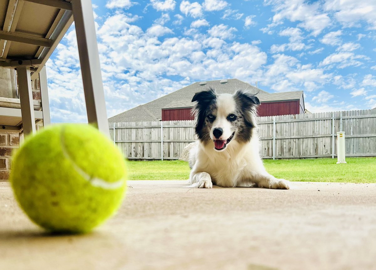 Taylor_mreeves's tweet photo. "Catching rays and chasing days! โ๏ธ๐พ My buddy Maverick here is redefining 'Fetch'. His pursuits are no less than Olympic level ๐
!#LivingHisBestLife #DogsofTwitter #ActivePaws #MaverickTheMarvel" https://t.co/Zueomej2h7