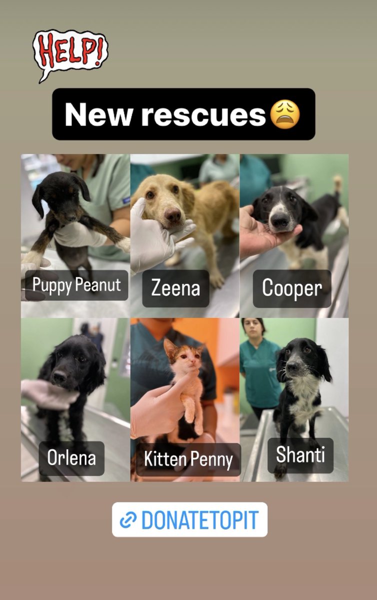 Pets In Turkey tweet media