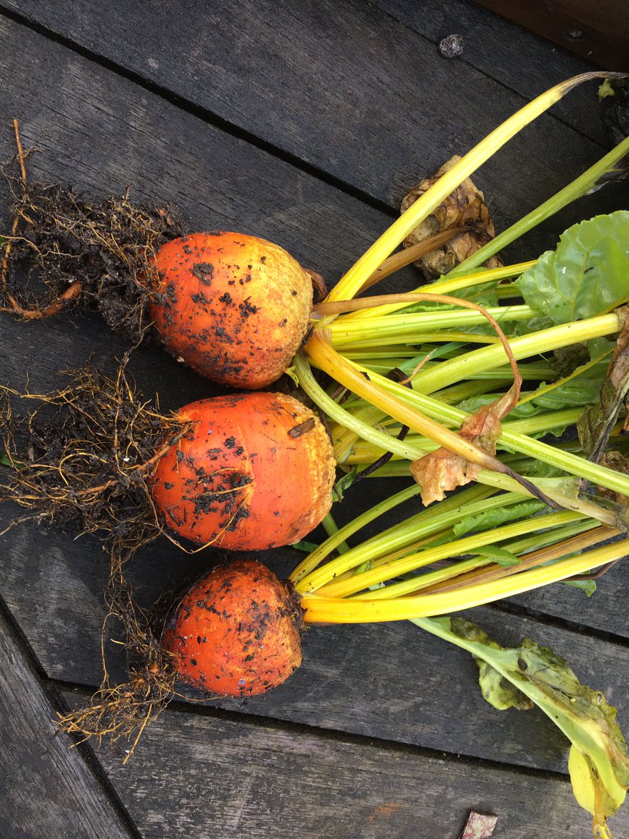 JoFreeRangePlay's tweet photo. Home from my hols (part 1) &amp; eating from the garden #permaculture 
Beetroot, beet leaves, spinach, kale, French beans, runner beans, peas. With rice, tofu, sauerkraut &amp; sesame seeds #CropsNotShops https://t.co/CFrLAbdZlF