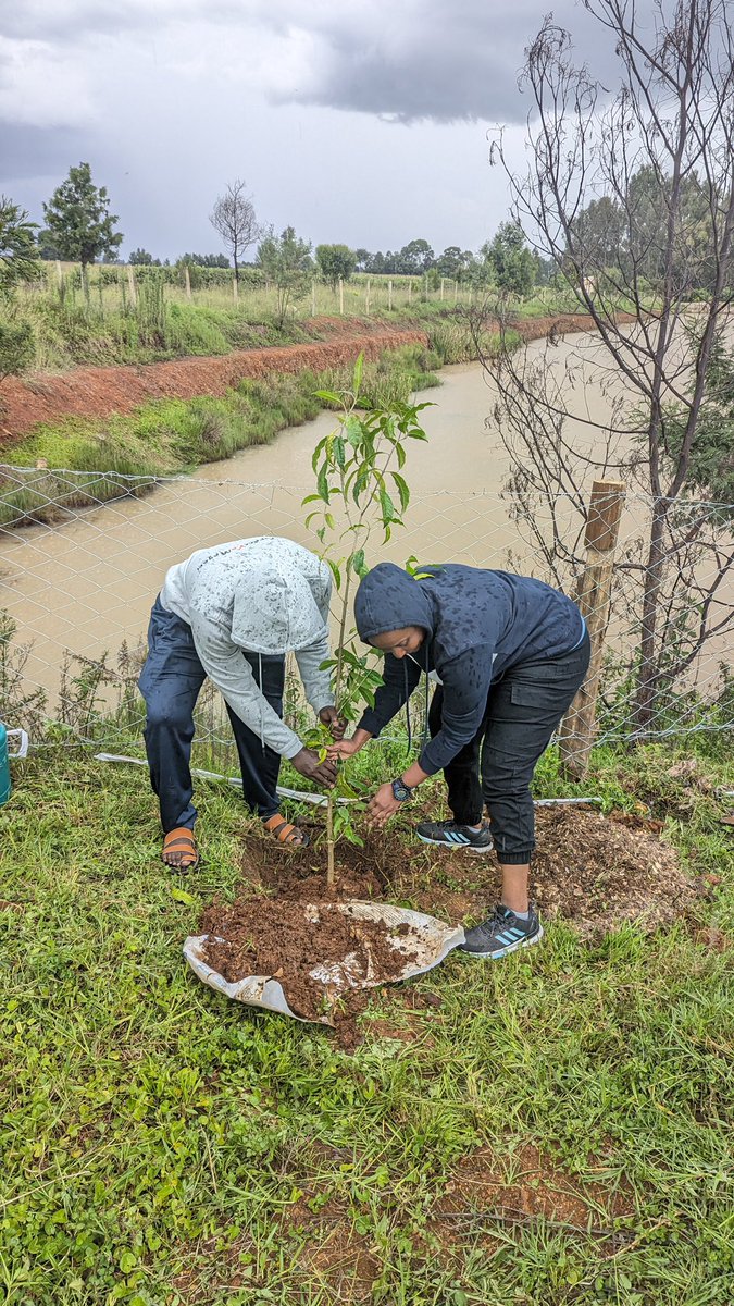 jenuineke's tweet photo. Tree planted ✅
#CorollaNation https://t.co/pnDsiUIBGd