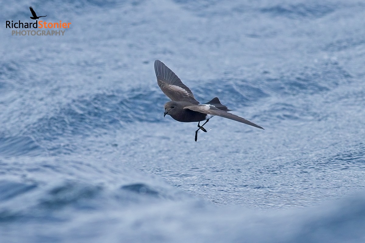 birdsonline tweet media