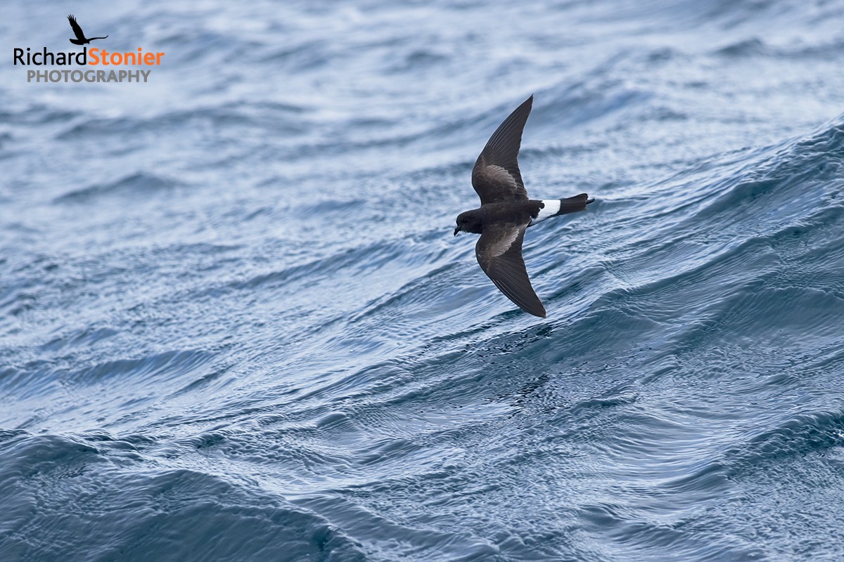 birdsonline tweet media