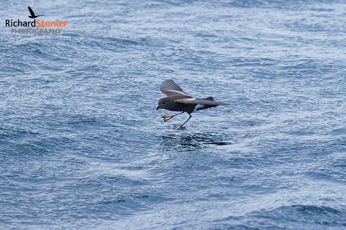 birdsonline tweet media