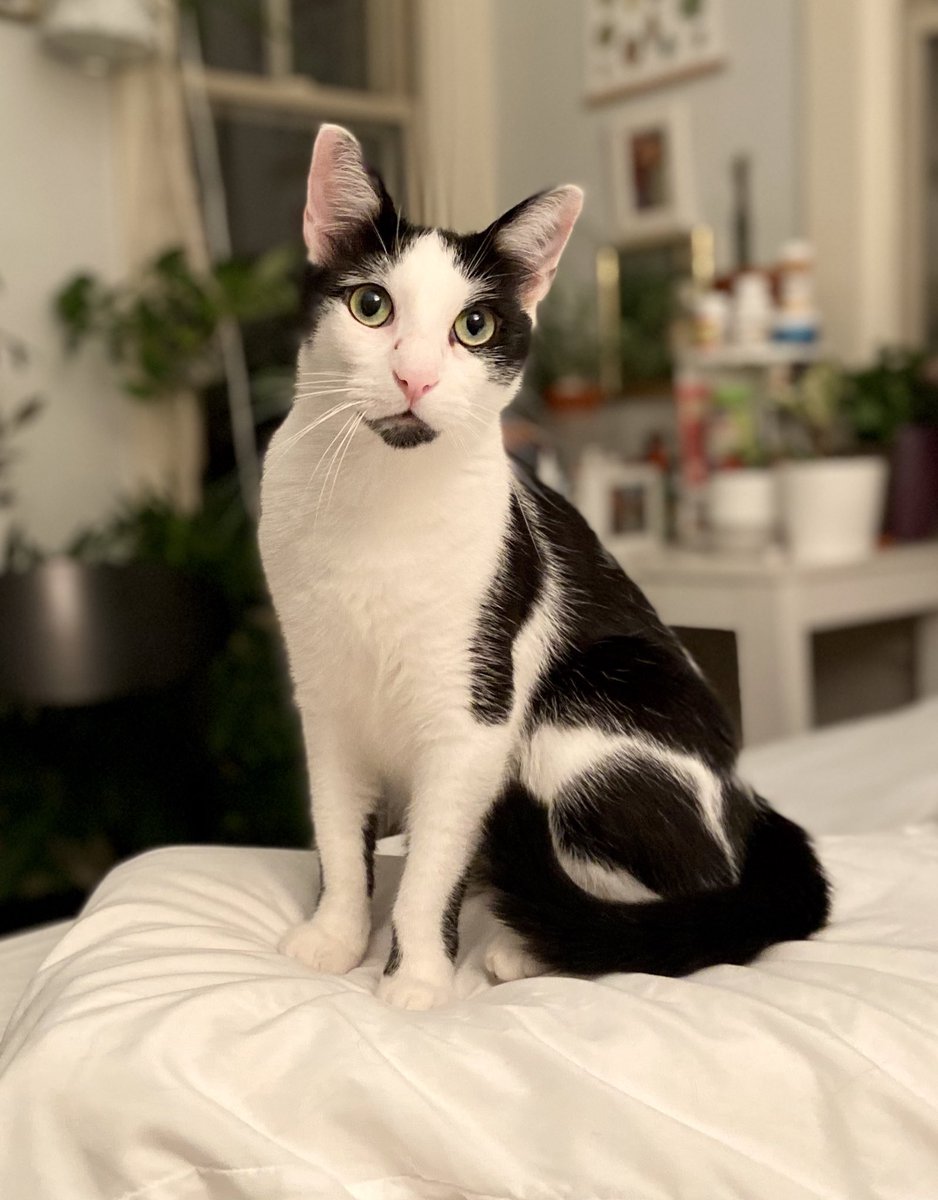 Capitol Hill friends, I need your help! My dear cat Wallace escaped from my apartment sometime over the last 18 hours in Cap Hill and no one has seen him. If you see this cat PLEASE reach out asap. Thank you 🙏 <a href="/theHillisHome/">The Hill is Home</a> <a href="/PoPville/">PoPville</a> <a href="/HStreetDC/">H STREET NE CORRIDOR</a> <a href="/EasternMarketDC/">Eastern Market DC</a>