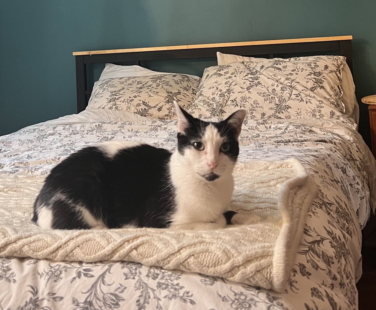 moskwtz's tweet photo. Capitol Hill friends, I need your help! My dear cat Wallace escaped from my apartment sometime over the last 18 hours in Cap Hill and no one has seen him. If you see this cat PLEASE reach out asap. Thank you 🙏 @theHillisHome @PoPville @HStreetDC @EasternMarketDC https://t.co/FEji3pXhl0
