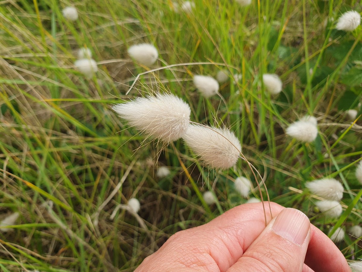 cindydejonge99's tweet photo. Muisjes verzamelen de pluisjes.
Eten ze de zaadjes? Gebruiken ze het als beddengoed?
Hazenstaartjes, kende ik tot vandaag nog niet.
Prachtig grasje.
#diersporen
#Normandie https://t.co/6Q1HsoPHRX