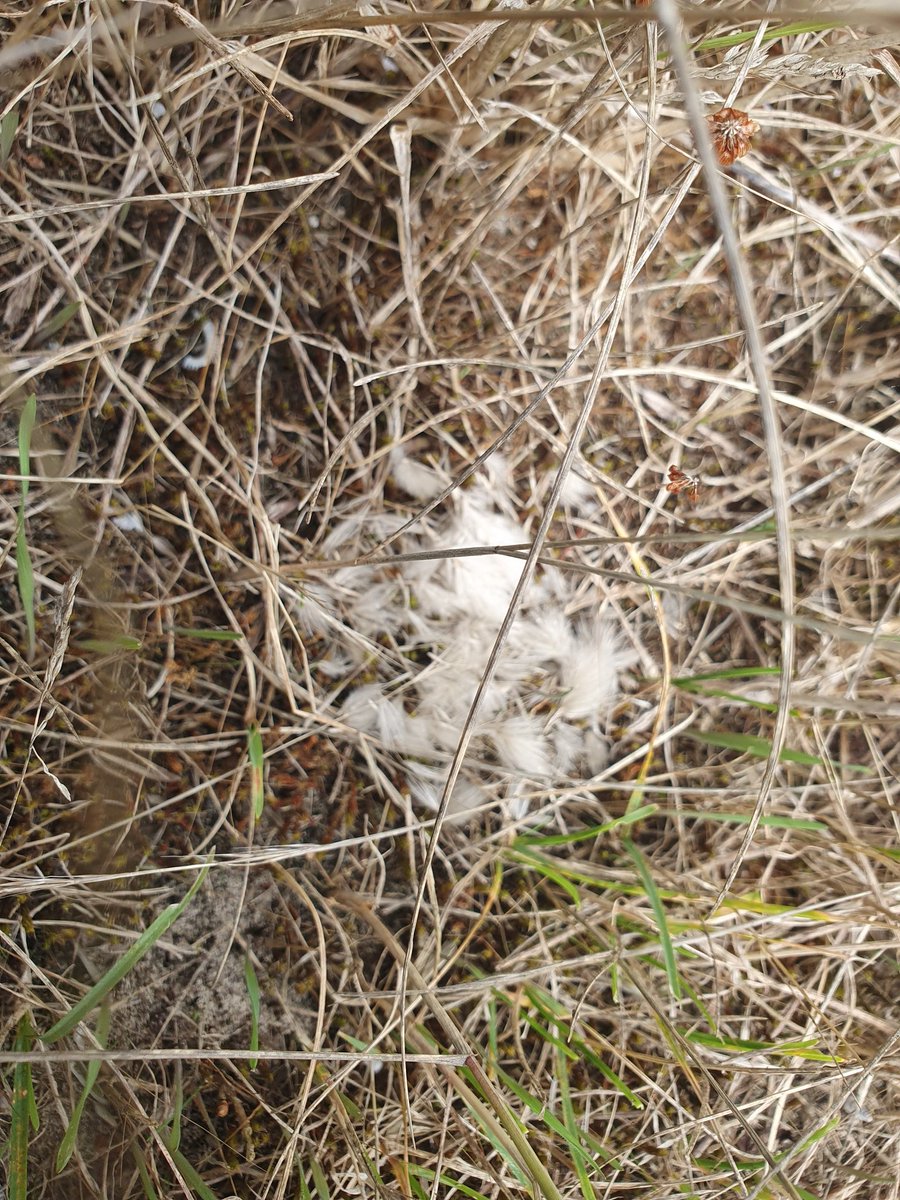 cindydejonge99's tweet photo. Muisjes verzamelen de pluisjes.
Eten ze de zaadjes? Gebruiken ze het als beddengoed?
Hazenstaartjes, kende ik tot vandaag nog niet.
Prachtig grasje.
#diersporen
#Normandie https://t.co/6Q1HsoPHRX