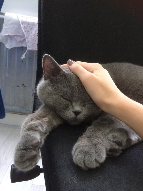 this gray scottish fold is so shine when he sleeps tweet media