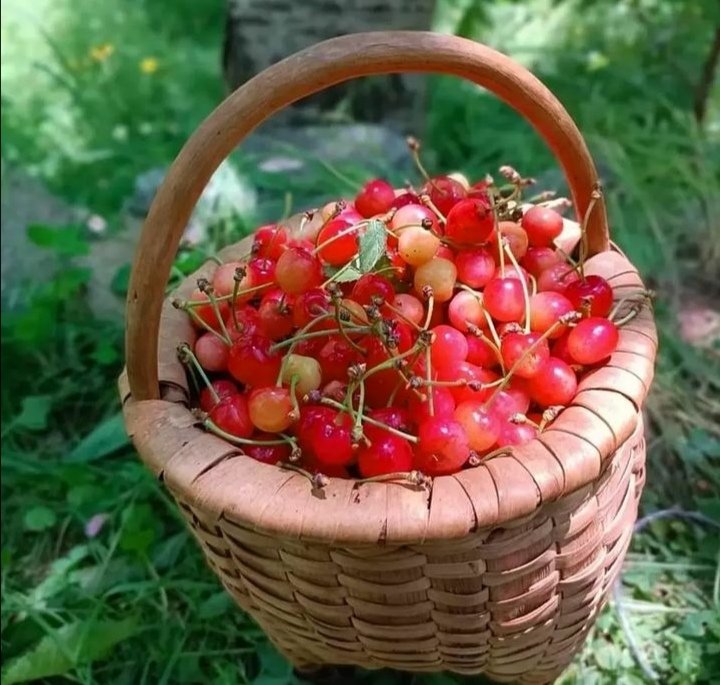 İspir kirazı görücüye çıktı🍒🍒🍒