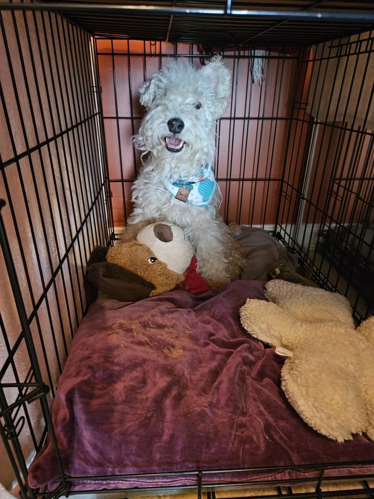 Archer_Im_a_Dog's tweet photo. I'm Archer. Tryin sumpin new wif my fren ๐๐พ #DogsOfX #lakelandterrier #freak https://t.co/05BrueWV99