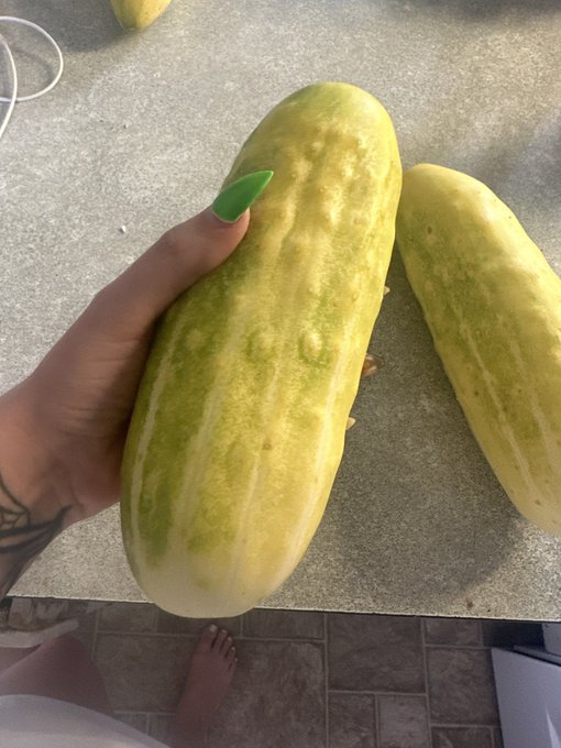 My landlord gave me these cucumbers. I&rsquo;ll take it as a challenge 😏 https://t.co/osLZ0g35vb