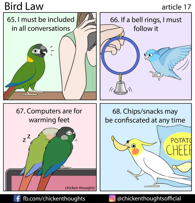 Bird law article 17 starring Beau, Tiger, Poppy &amp; Sesame, and Cosmo! 