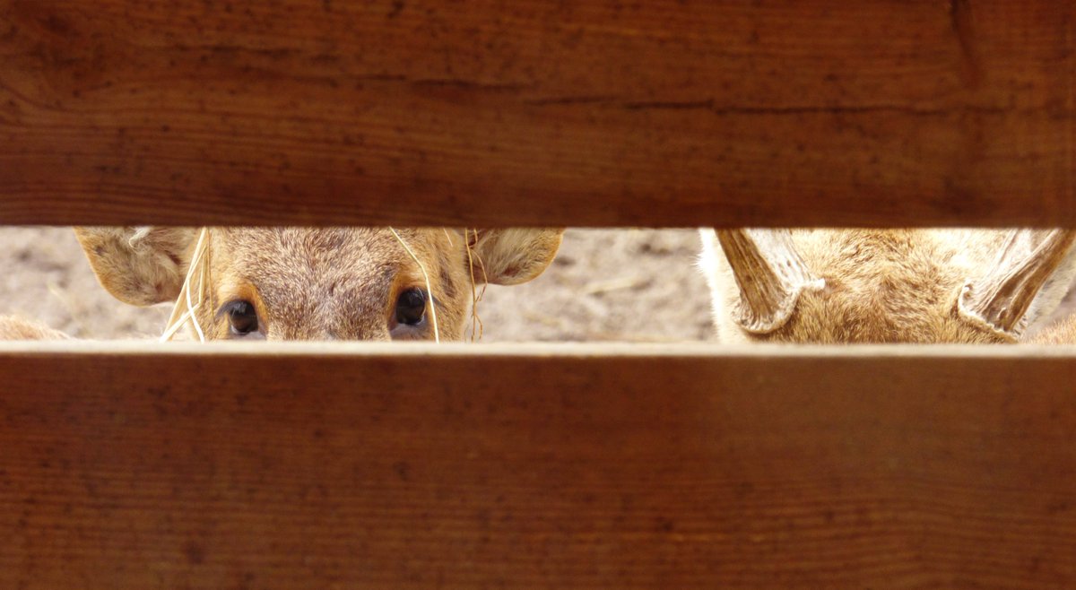 NeoFulcrum's tweet photo. Hide-and-seek
It's a cake world

#TCCInBetween
#Photography #TheCapturedCollective #ThePhotoHour https://t.co/8qX5LTDreb