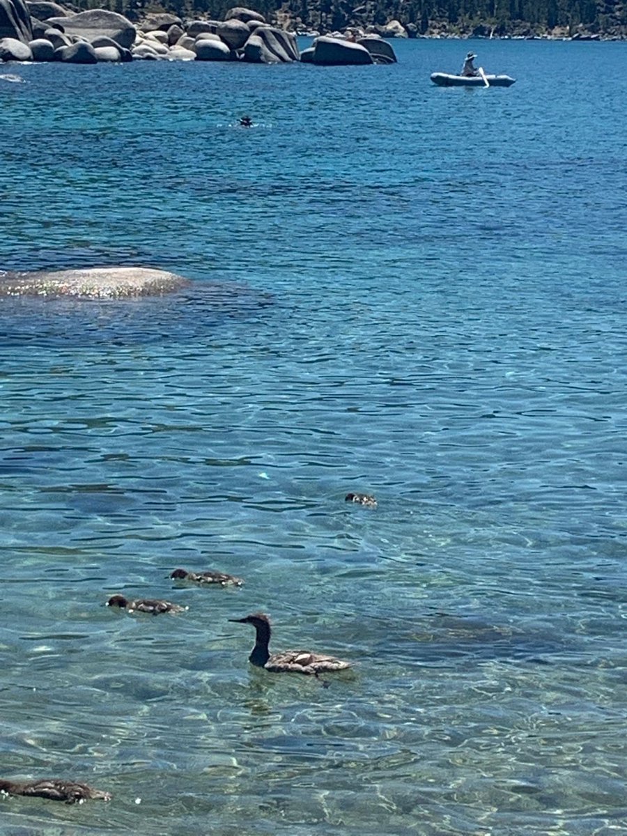 426_AnNa's tweet photo. Lake Tahoe in summer, not only has the beauty of the lake and mountains, but also a rich variety of recreational activities waiting for me to explore. I stroll around the lake, hiking and trekking, feeling the charm of nature and releasing the tiredness and worries in my heart. https://t.co/unKFumqVBq
