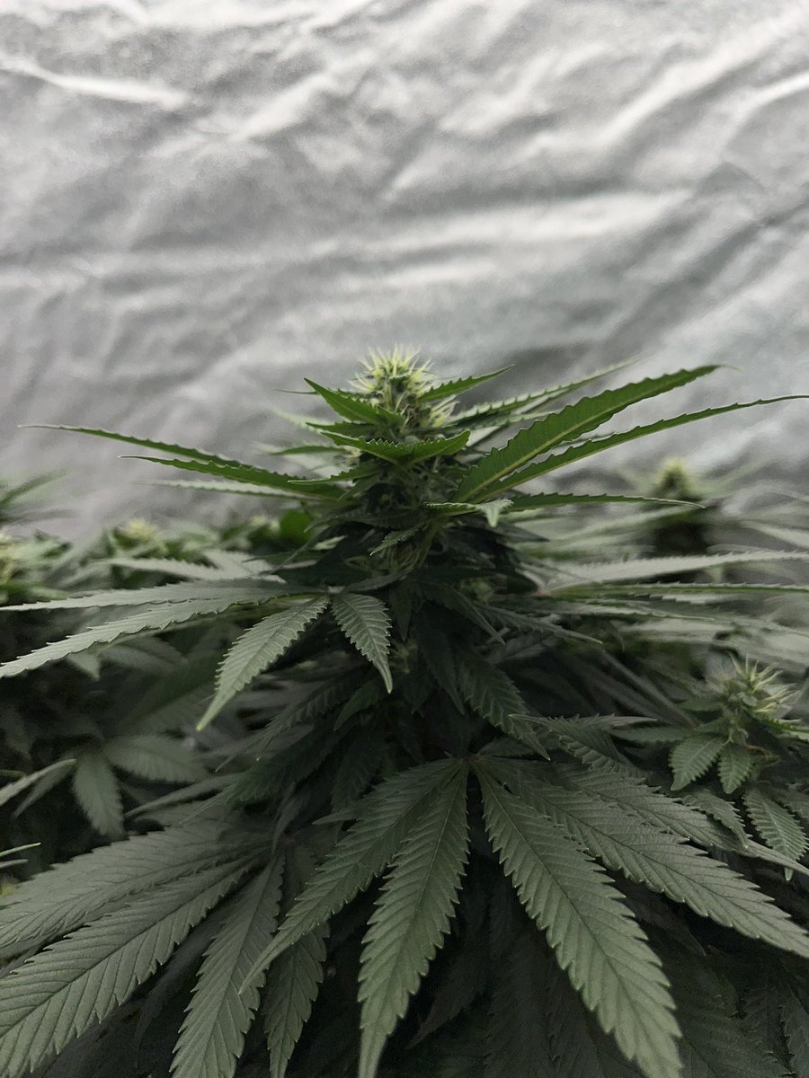 Whowaa's tweet image. Haven’t been on much and won’t be on much struggling with my neck pain but good things come from bad days 

So we must keep on 

#MarsMade @MarsHydroLight #FCE4800 💪🏼💯💚