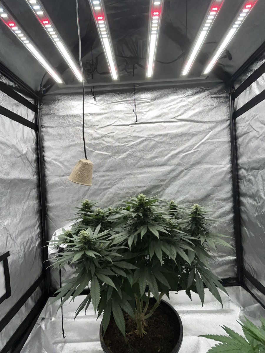 Whowaa's tweet image. Haven’t been on much and won’t be on much struggling with my neck pain but good things come from bad days 

So we must keep on 

#MarsMade @MarsHydroLight #FCE4800 💪🏼💯💚