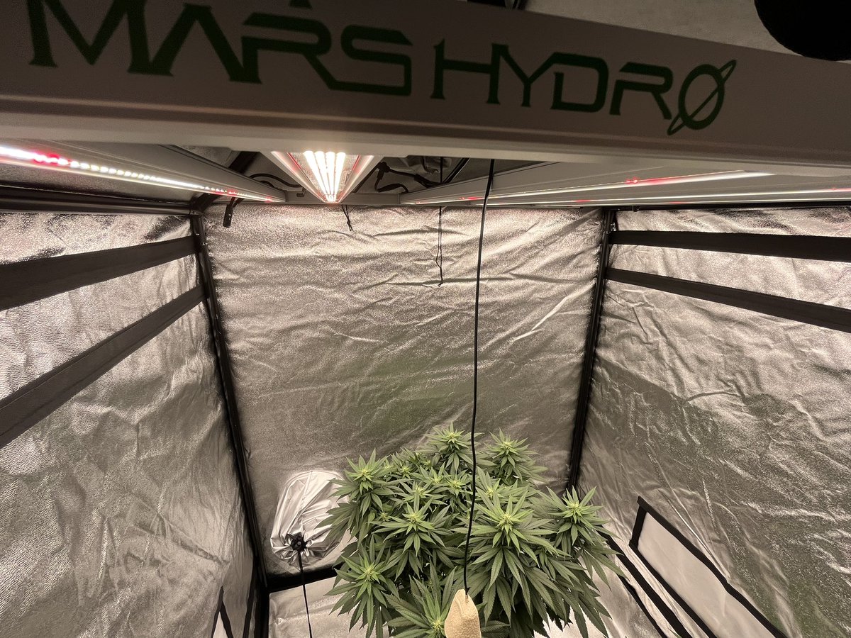 Whowaa's tweet image. Haven’t been on much and won’t be on much struggling with my neck pain but good things come from bad days 

So we must keep on 

#MarsMade @MarsHydroLight #FCE4800 💪🏼💯💚