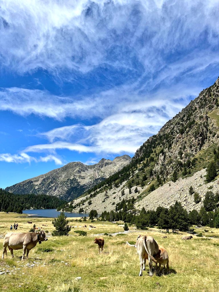 orioldauder13's tweet photo. "Massa sovint no valorem el gran país que tenim"

📍Parc Nacional d'Aigüestortes https://t.co/l4SBNmxhJj