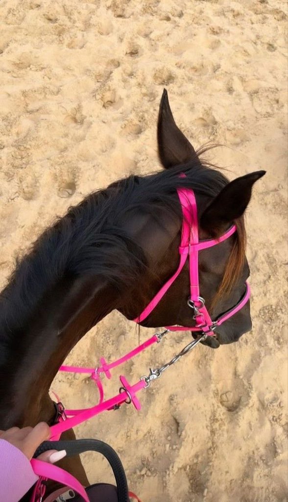 8iijll's tweet photo. من يلوم القلب في حُب الخيل
كآنه يلوم الأرض في حُب المطر🤍🐎. https://t.co/F5L8UXNPea