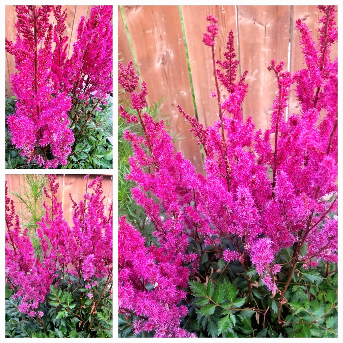 shauki57's tweet photo. I am just in love with this beauty!
#Backyard_gardening
#Astable https://t.co/WfsEDZDNMa