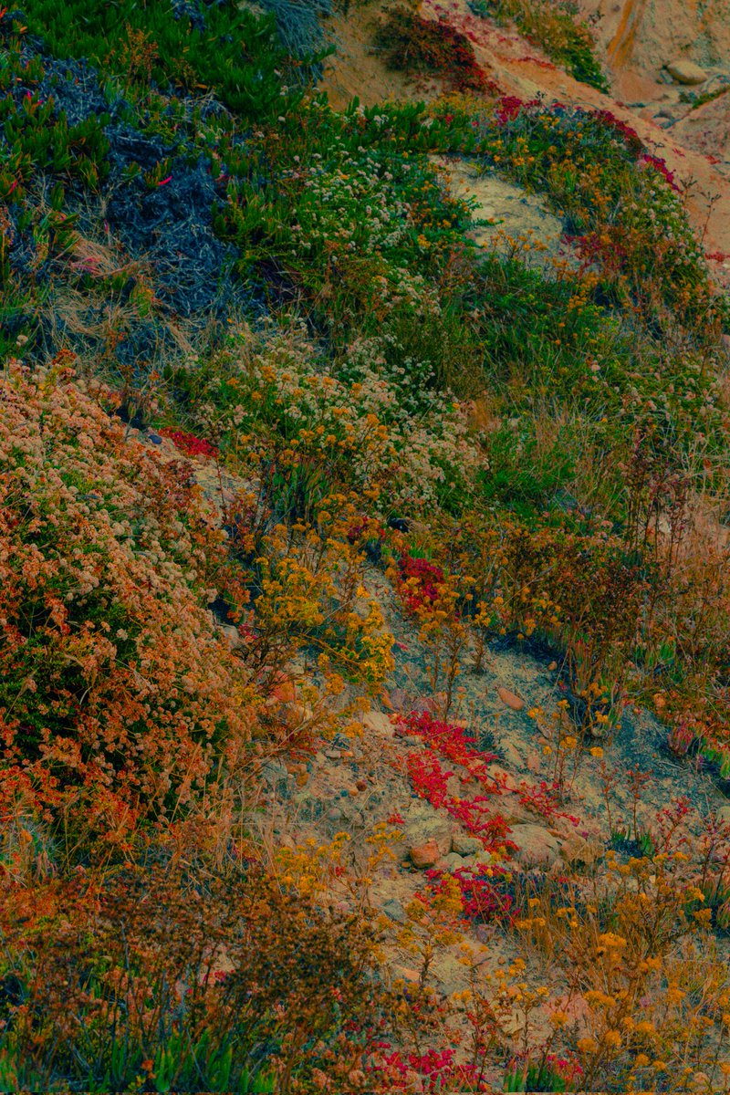 _burnsun_'s tweet photo. Flowers along the coast https://t.co/R3kNTjZbty